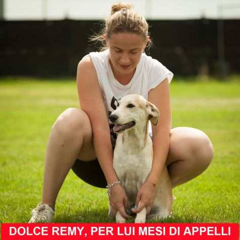 REMY 8 MESI NESSUNO HA CHIESTO DI LUI, Egrave DA MESI IN CANILE CERCA CASA