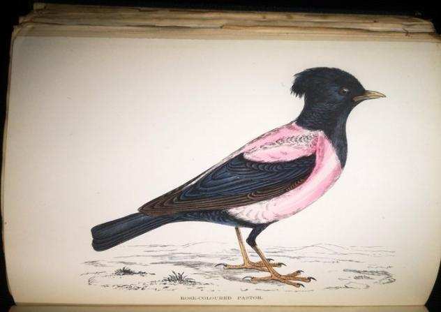 Rev F.O. Morris, B.A. member of The Ashmolean Society - 43 Watercoloured Plates - History of British Birds - 1880