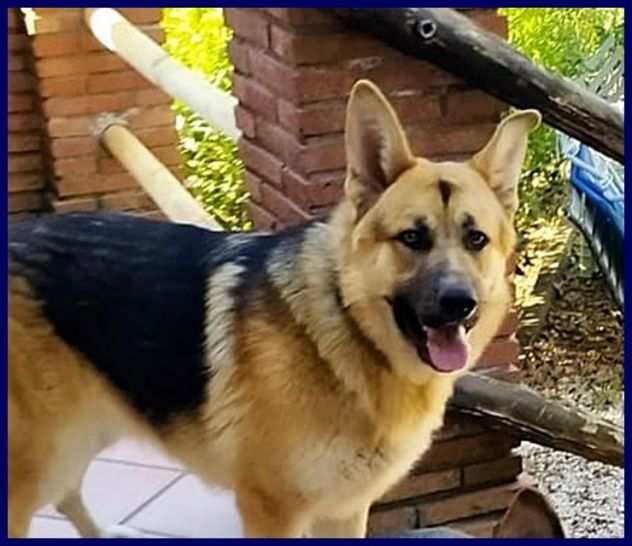 REX 15mesi pastore ted. puro separato dalla famiglia URGENTE