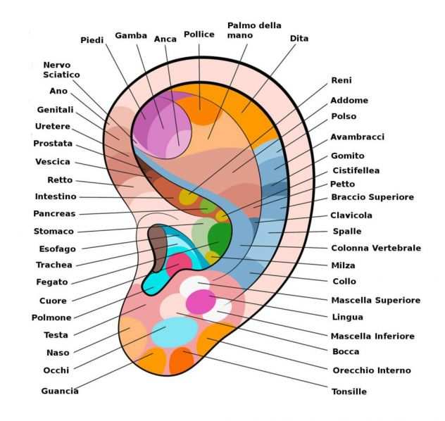 Riflessologia Plantare e Auricolare