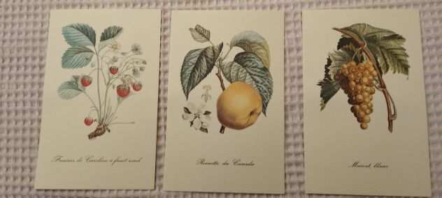 Riproduzioni artistiche botaniche su cartoncino