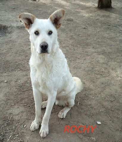 ROCKY cucciolone, bianco, taglia media