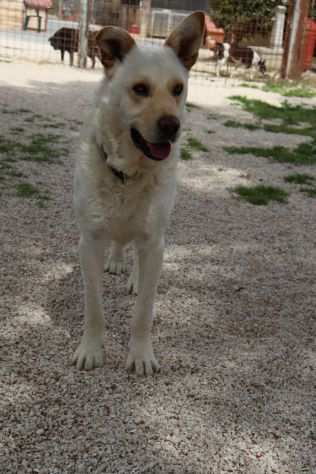 ROCKY cucciolone, bianco, taglia media contenuta