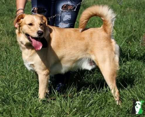 ROCKY, dolcissimo mix labrador-beagle