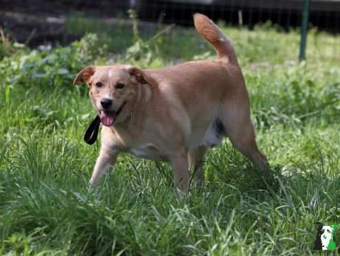 ROCKY, dolcissimo mix labrador-beagle