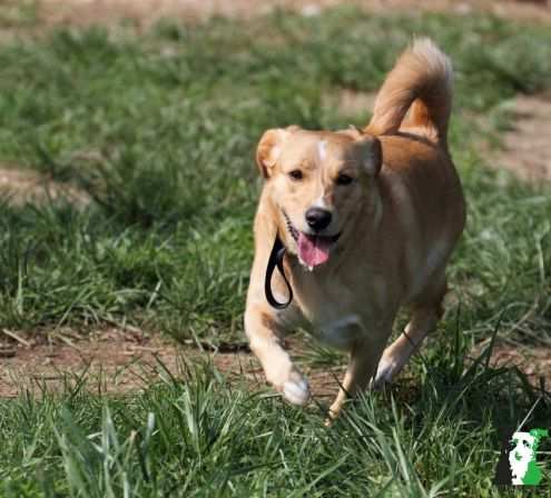 ROCKY, dolcissimo mix labrador-beagle