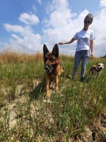 Rocky e Rayle Pastori equilibrati e socievoli