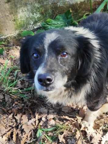 ROCKY TAGLIA PICCOLA CAGNOLINO DA ADOTTARE