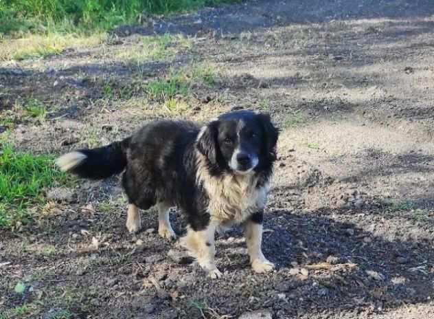 ROCKY TAGLIA PICCOLA CAGNOLINO DA ADOTTARE