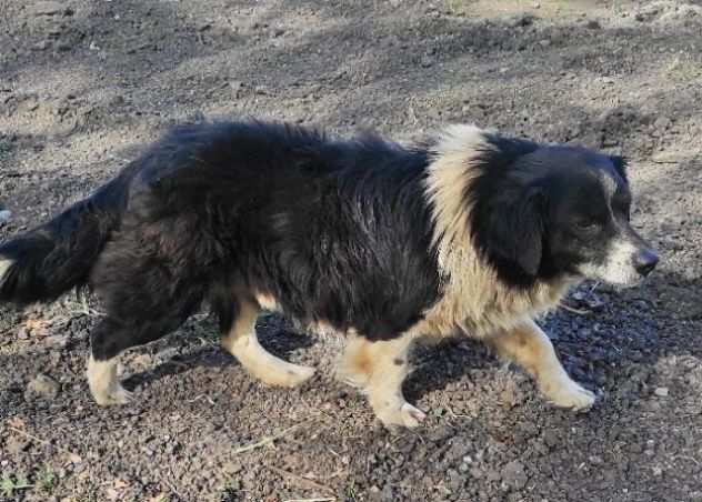 ROCKY TAGLIA PICCOLA CAGNOLINO DA ADOTTARE