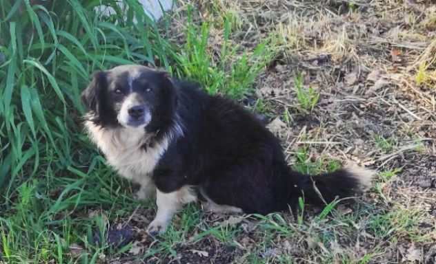 ROCKY TAGLIA PICCOLA CAGNOLINO DA ADOTTARE