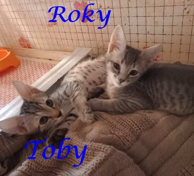 Roky e Toby, adorabili gattini in adozione