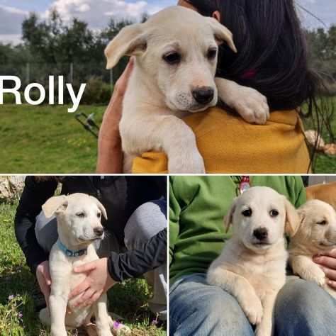 Rolly e Dario 2 mesi e mezzo futura taglia media