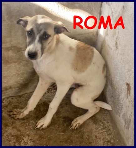 ROMA cucciola 5 mesi abbandonata in canile