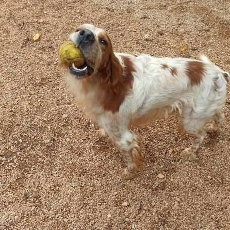 Romeo, cane setter dolcissimo e pieno di vita