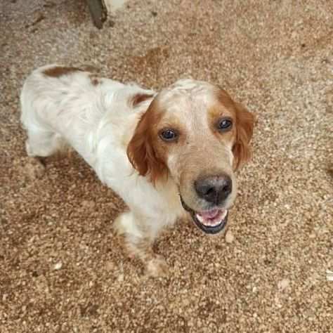 Romeo, cane setter dolcissimo e pieno di vita