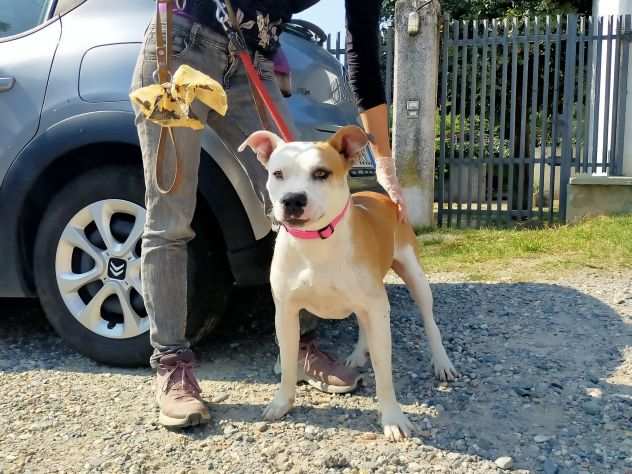 Romeo dolcissimo cucciolone simil amstaff