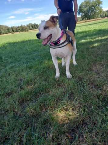 Romeo dolcissimo cucciolone simil amstaff