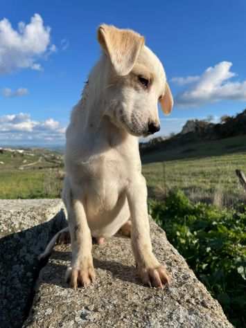 RON cucciolo due mesi e mezzo