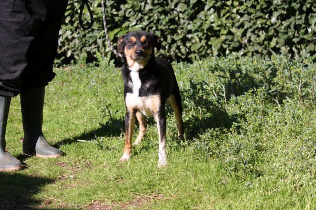 RONNY, BELLISSIMO, TAGLIA PICCOLA, CAGNOLINO ADATTO A PERSONE ESPERTE