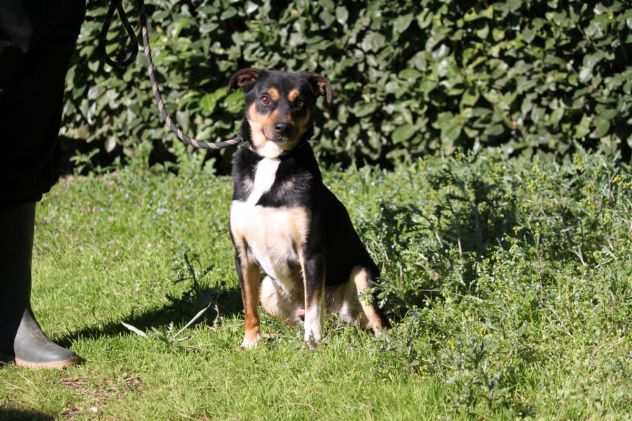 RONNY, BELLISSIMO, TAGLIA PICCOLA, CAGNOLINO ADATTO A PERSONE ESPERTE