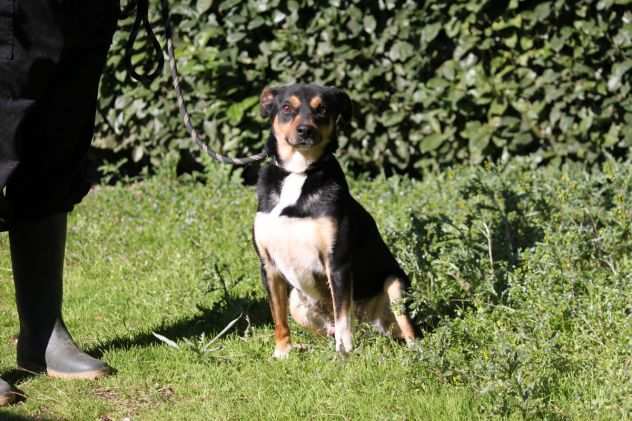 RONNY, BELLISSIMO, TG PICCOLA, CAGNOLINO ADATTO A PERSONE ESPERTE