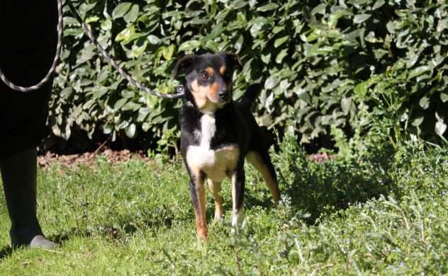 RONNY CAGNOLINO TAGLIA PICCOLA IN ADOZIONE