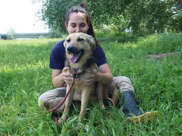 ROSARIA - cane pastore tedesco taglia media in adozione