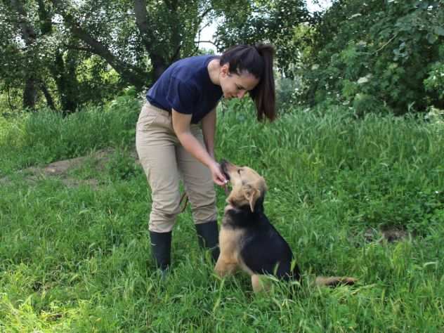 ROSARIA - cane pastore tedesco taglia media in adozione