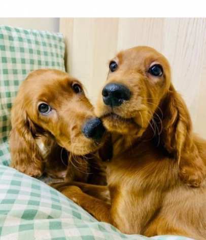 Rosso Setter Irlandese CUCCIOLI