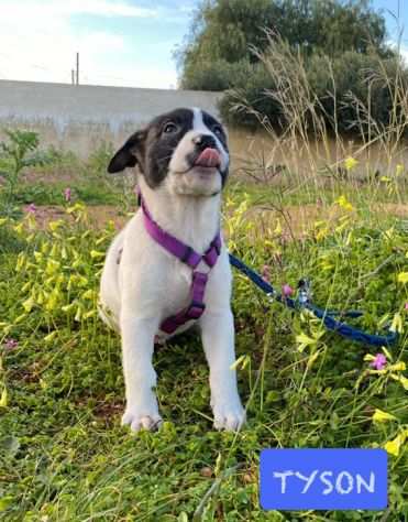 ROSY, ELIO, TYSON 90 giorni salvati da un crudele destino CERCANO TUTTI CASA