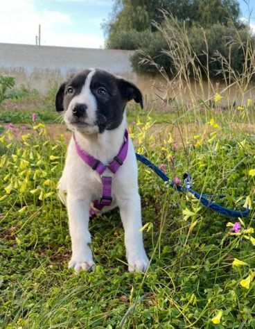 ROSY, ELIO, TYSON 90 giorni salvati da un crudele destino CERCANO TUTTI CASA