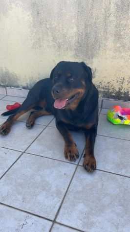 Rottweiler