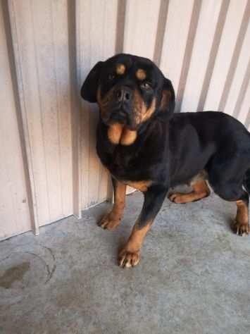 Rottweiler in adozione o stallo