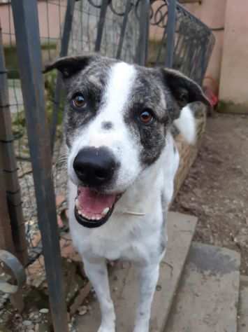 Roy, magnifico cagnolone cerca casa