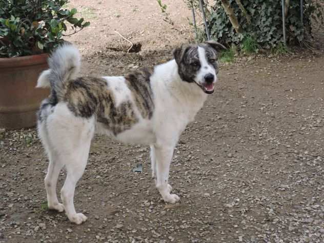 Roy, magnifico cagnolone cerca casa