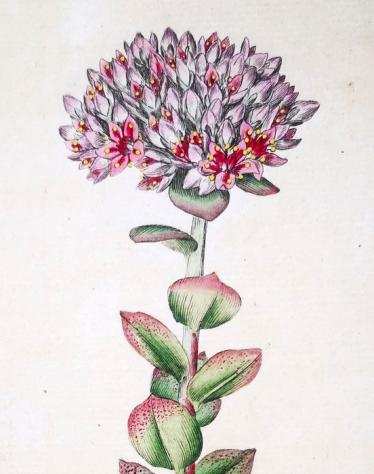 S. Edwards - Original Engravings with Superb Antique Watercolouring on Botany Set of 6 - 1789-1790
