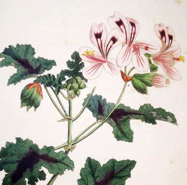 S. Edwards - Original Engravings with Superb Antique Watercolouring on Botany Set of 6 - 1789-1791