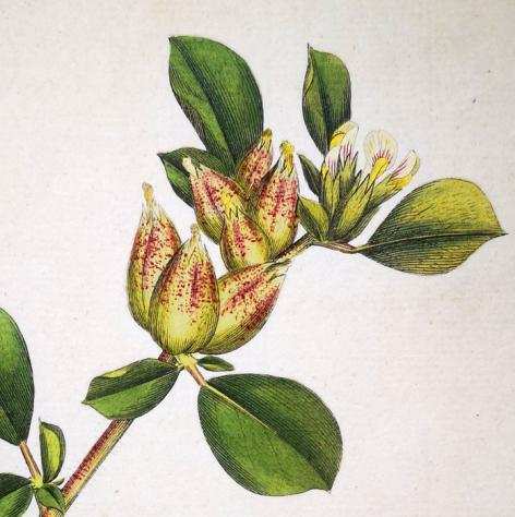 S. Edwards - Original Engravings with Superb Antique Watercolouring on Botany Set of 6 - 1789-1791