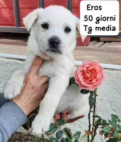 SALVA UN CUCCIOLO