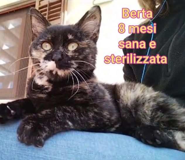 SALVA UN GATTINO