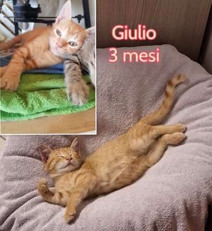 SALVATE UN GATTINO