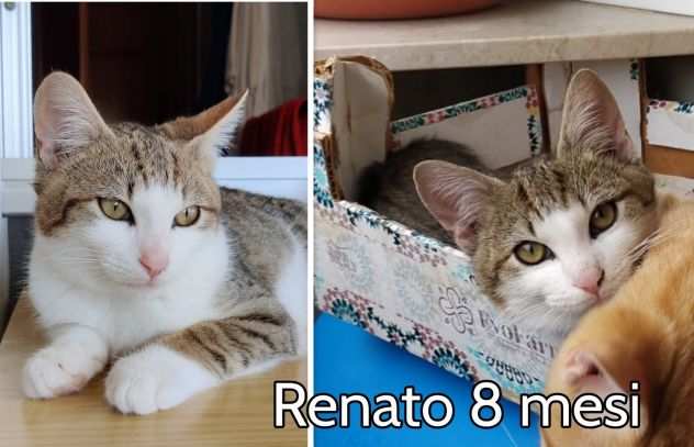 SALVATE UN GATTINO BISOGNOSO