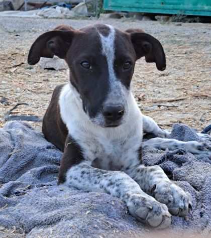 SALVATELO. CUCCIOLO INVISIBILE