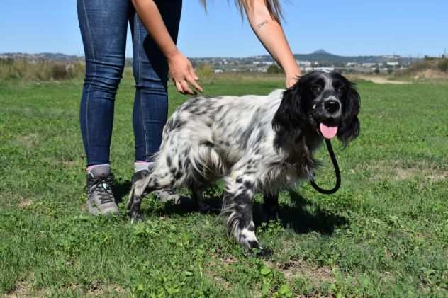 SALVATORE,BELLO,DERIV. SETTER,GIOIOSO,VA DACCORDO CON ALTRI,BRAVO AL GUINZAGLIO