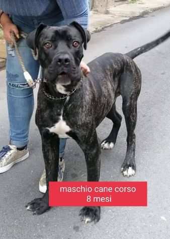 SAMUEL CUCCIOLO CANE CORSO 8 MESI