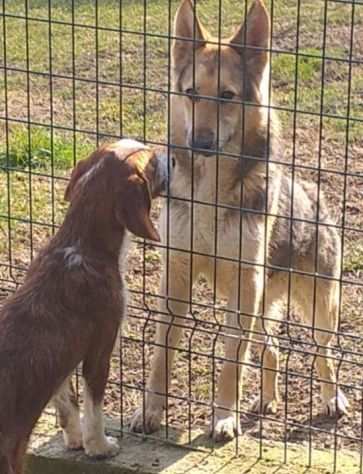 Samy 6anni simil Pastore bellissimo dolcissimo,chiuso da 3anni prov Alessandria