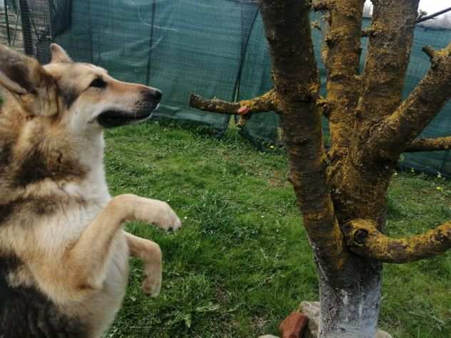 Samy 6anni simil Pastore bellissimo dolcissimo,chiuso da 3anni prov Alessandria