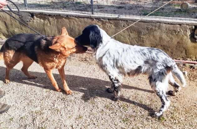 SANDY 9 ANNI BELLISSIMA PASTORE