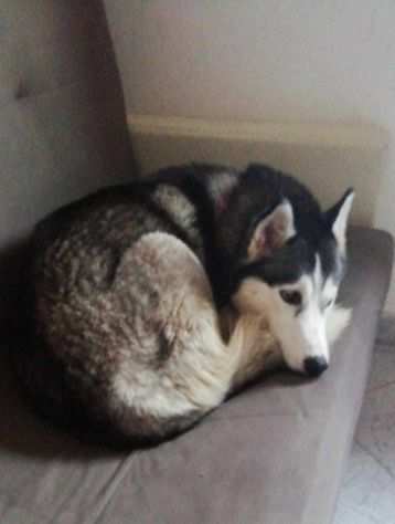 Sasha, dolcissima husky in adozione